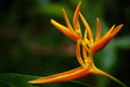 Tropical Flame