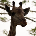 Gentle Giant