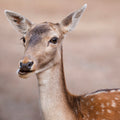 Gentle Presence
