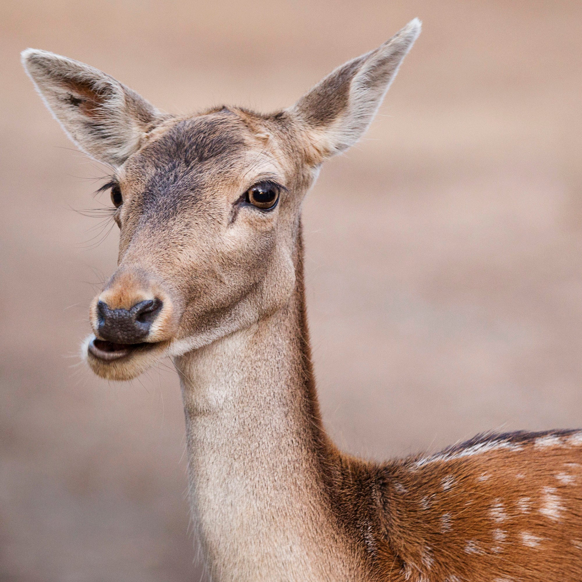 Gentle Presence