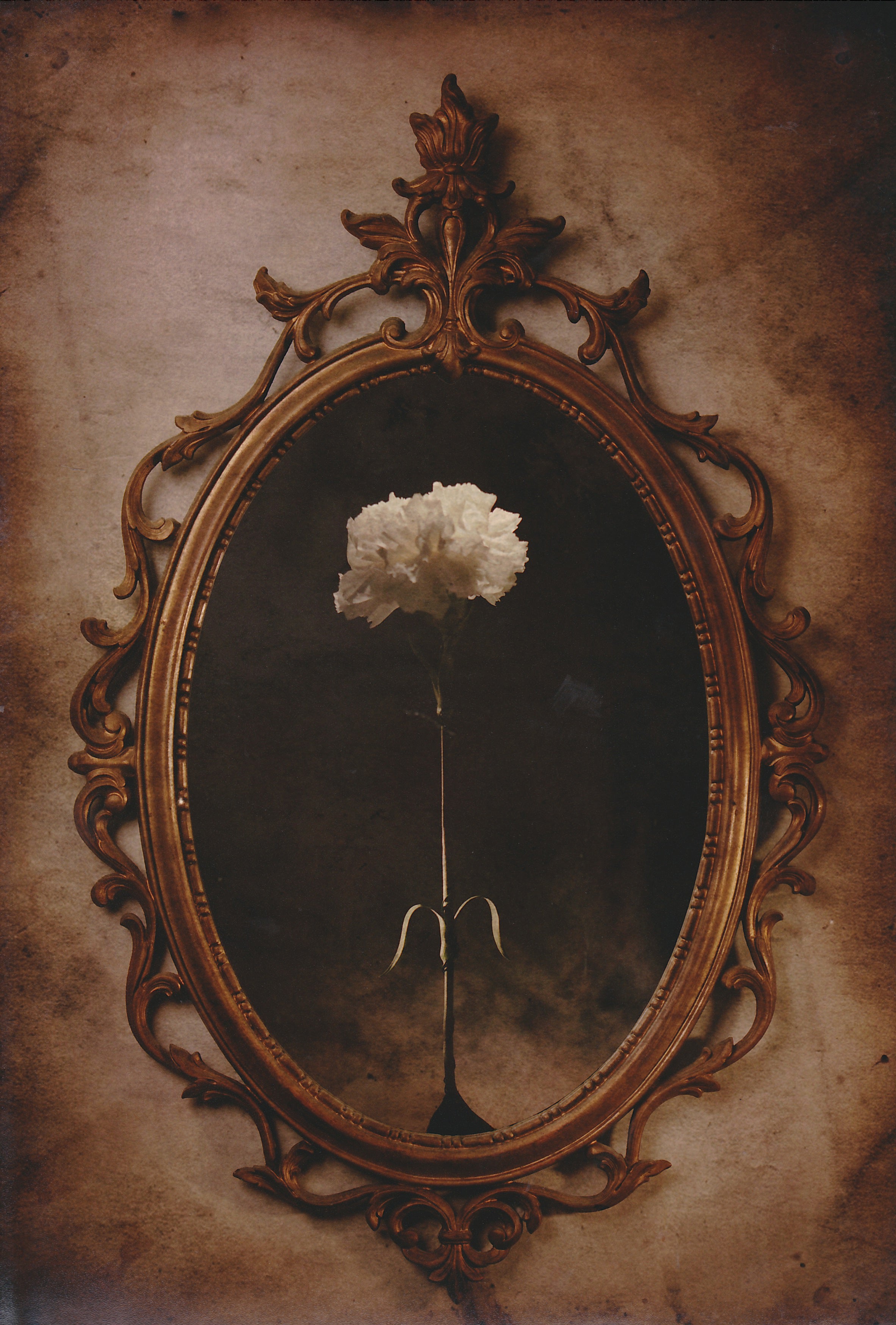 Carnation