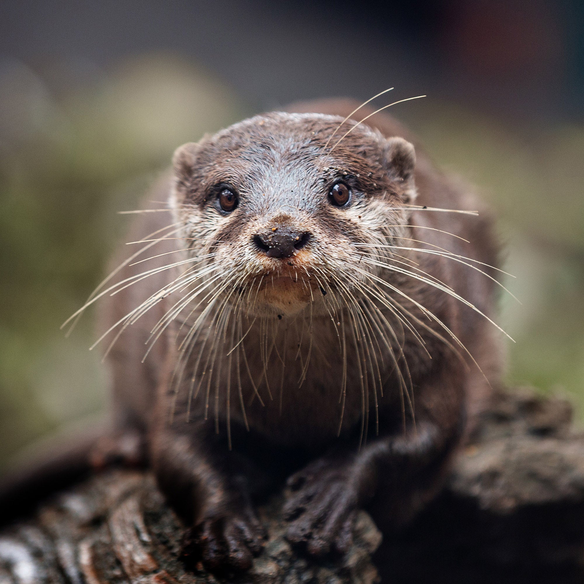 Curiosity