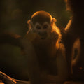 Golden Aura