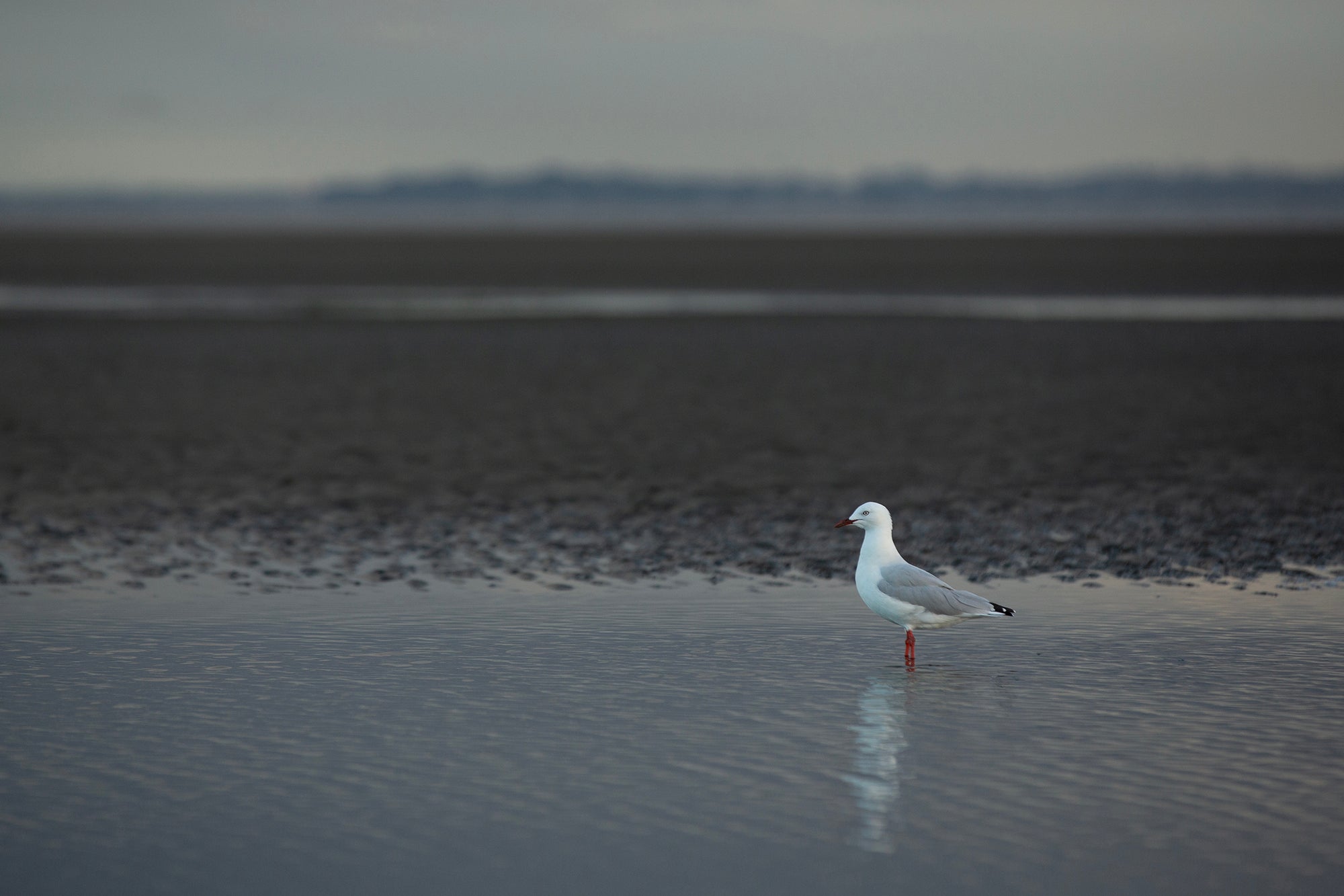 Still Waters
