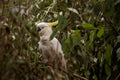 Watcher in the Canopy