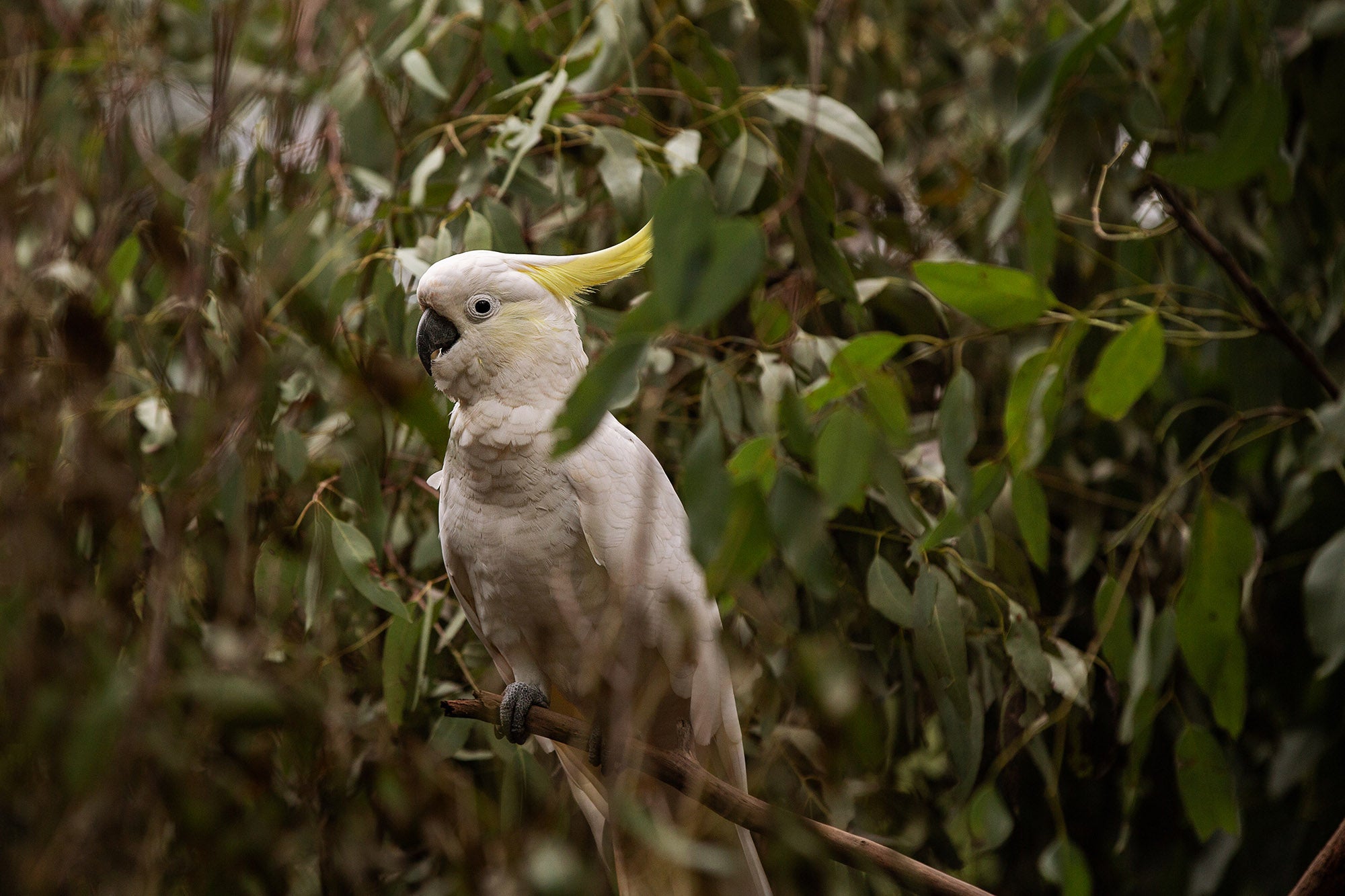 Watcher in the Canopy
