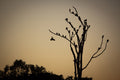 Last Light