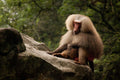 Contemplation