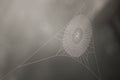 Web of Stillness