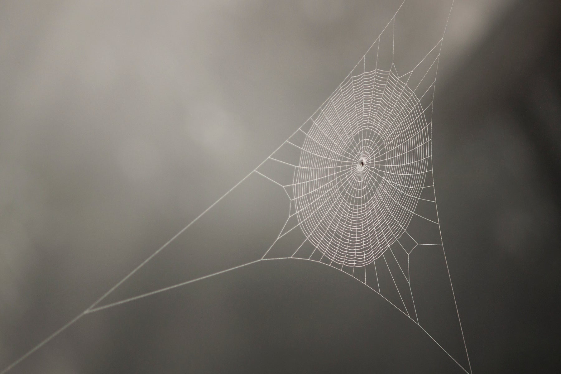 Web of Stillness