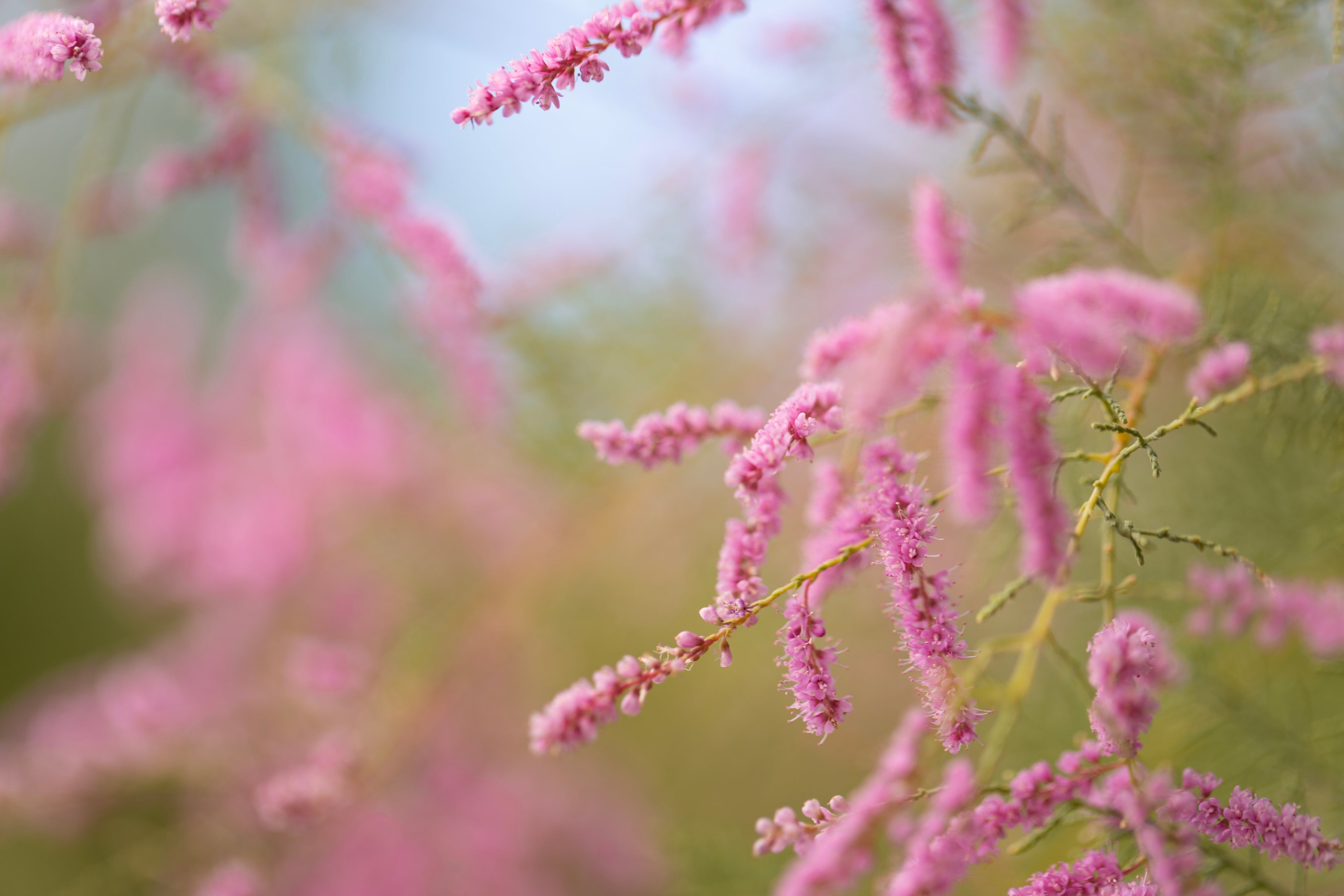 Pink Haze