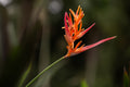 Flame Bloom
