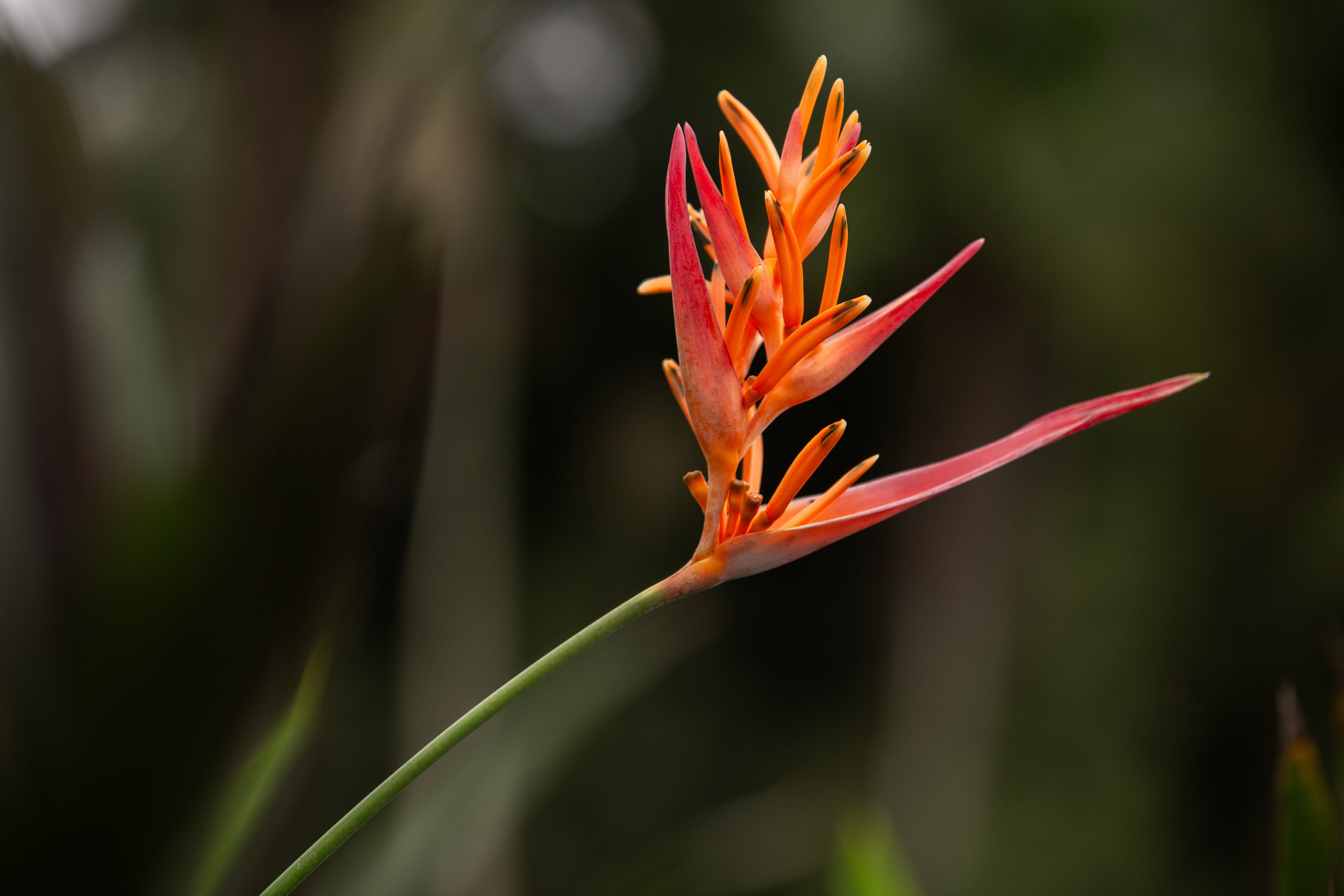 Flame Bloom
