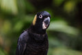 Black Feather
