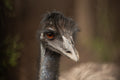 Portrait of an Emu